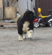 Превью фото № 180055