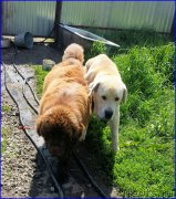 Превью фото № 184167