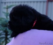 Превью фото № 185573