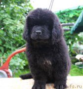 Превью фото № 185656