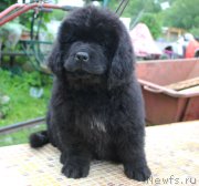 Превью фото № 185657