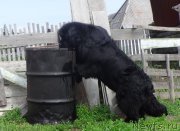 Превью фото № 185811