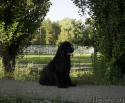 Превью фото № 189557