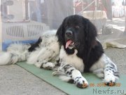 Превью фото № 189828