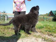 Превью фото № 190989