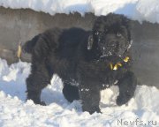 Превью фото № 195172