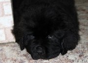 Превью фото № 195725