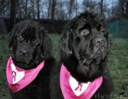 Превью фото № 196279