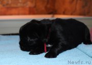 Превью фото № 198535