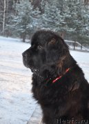 Превью фото № 198827