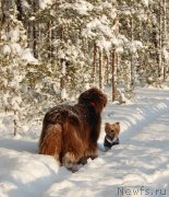 Превью фото № 199606