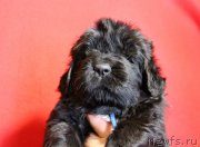 Превью фото № 199969