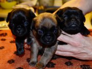 Превью фото № 200440