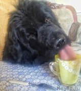 Превью фото № 205324