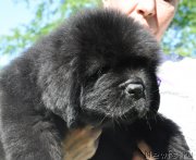 Превью фото № 207295