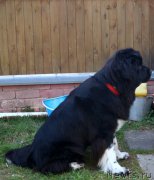 Превью фото № 207711