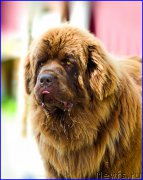 Превью фото № 209041