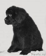 Превью фото № 209788