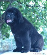 Превью фото № 211261