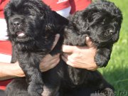 Превью фото № 213836