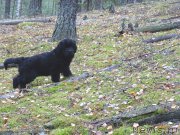 Превью фото № 216039