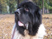 Превью фото № 216740