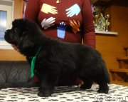 Превью фото № 217543