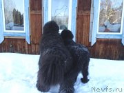 Превью фото № 220003