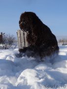 Превью фото № 220642