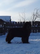 Превью фото № 220648