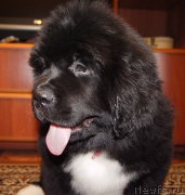 Превью фото № 220700