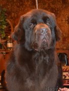 Превью фото № 220739