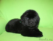 Превью фото № 221223