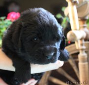 Превью фото № 223379