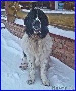 Превью фото № 224067