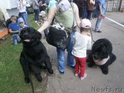 Превью фото № 226482