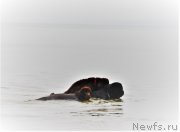 Превью фото № 228701