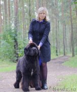 Превью фото № 229710