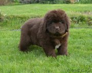 Превью фото № 230095