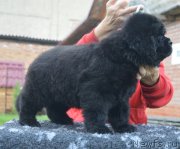 Превью фото № 230102