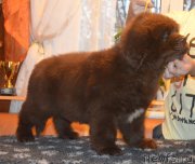 Превью фото № 230395