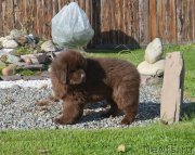 Превью фото № 230707