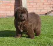 Превью фото № 230710