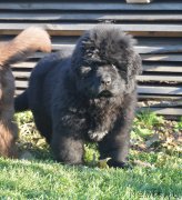 Превью фото № 230790