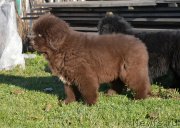 Превью фото № 230798