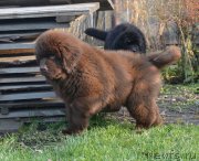 Превью фото № 231100