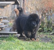 Превью фото № 231105