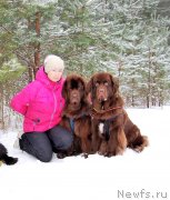 Превью фото № 232590