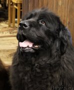 Превью фото № 233489