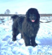 Превью фото № 233975